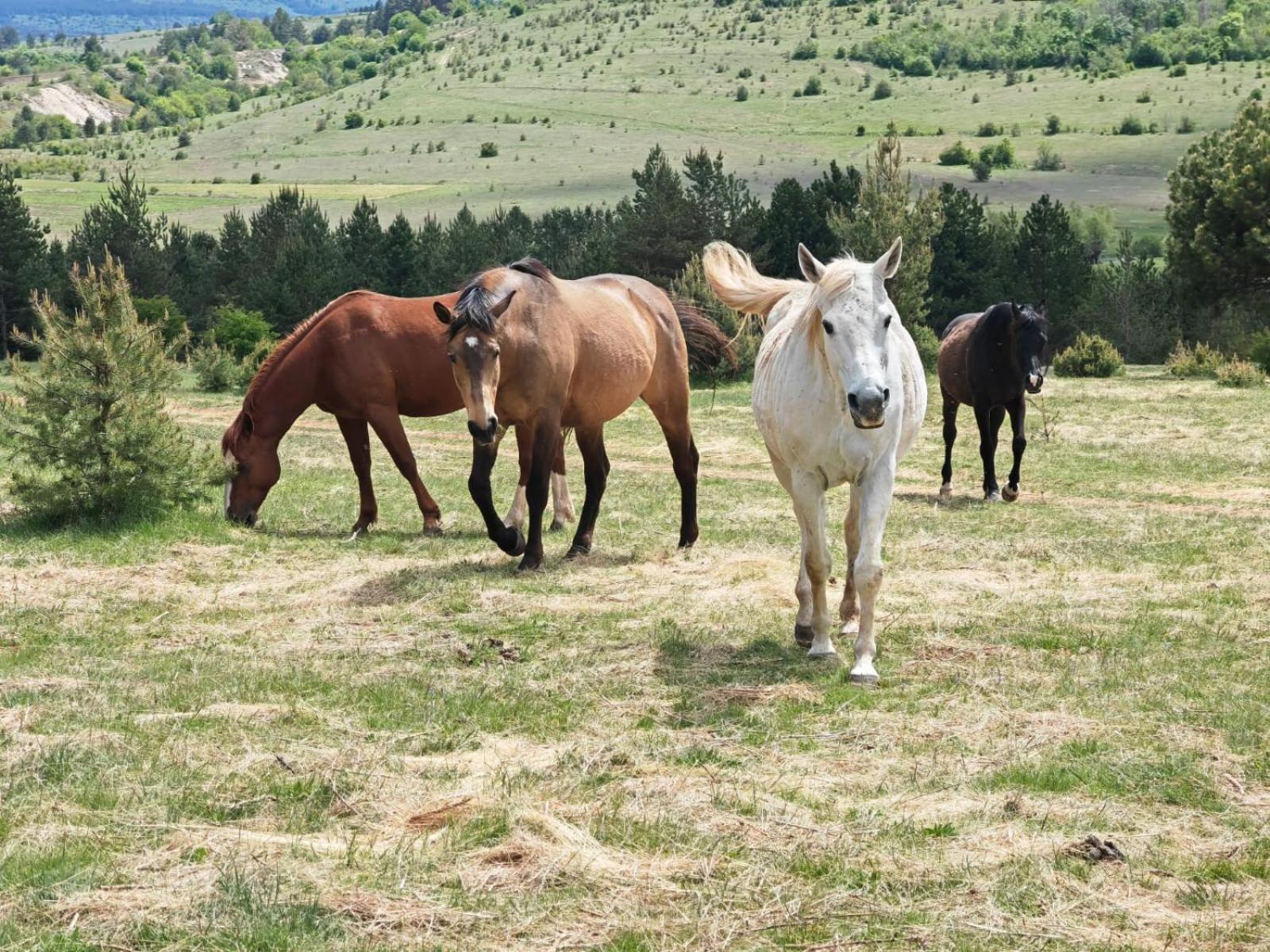 Ranc Crna Stina Villa Livno Exterior photo